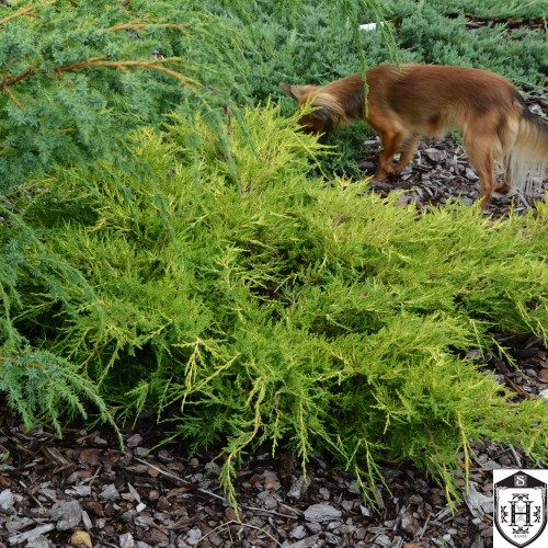 Juniperus x pfitzeriana 'Gold Star' - Pfitzeri kadakas 'Gold Star' C2/2L